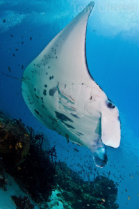 Manta Sandy by Tony Cherbas 